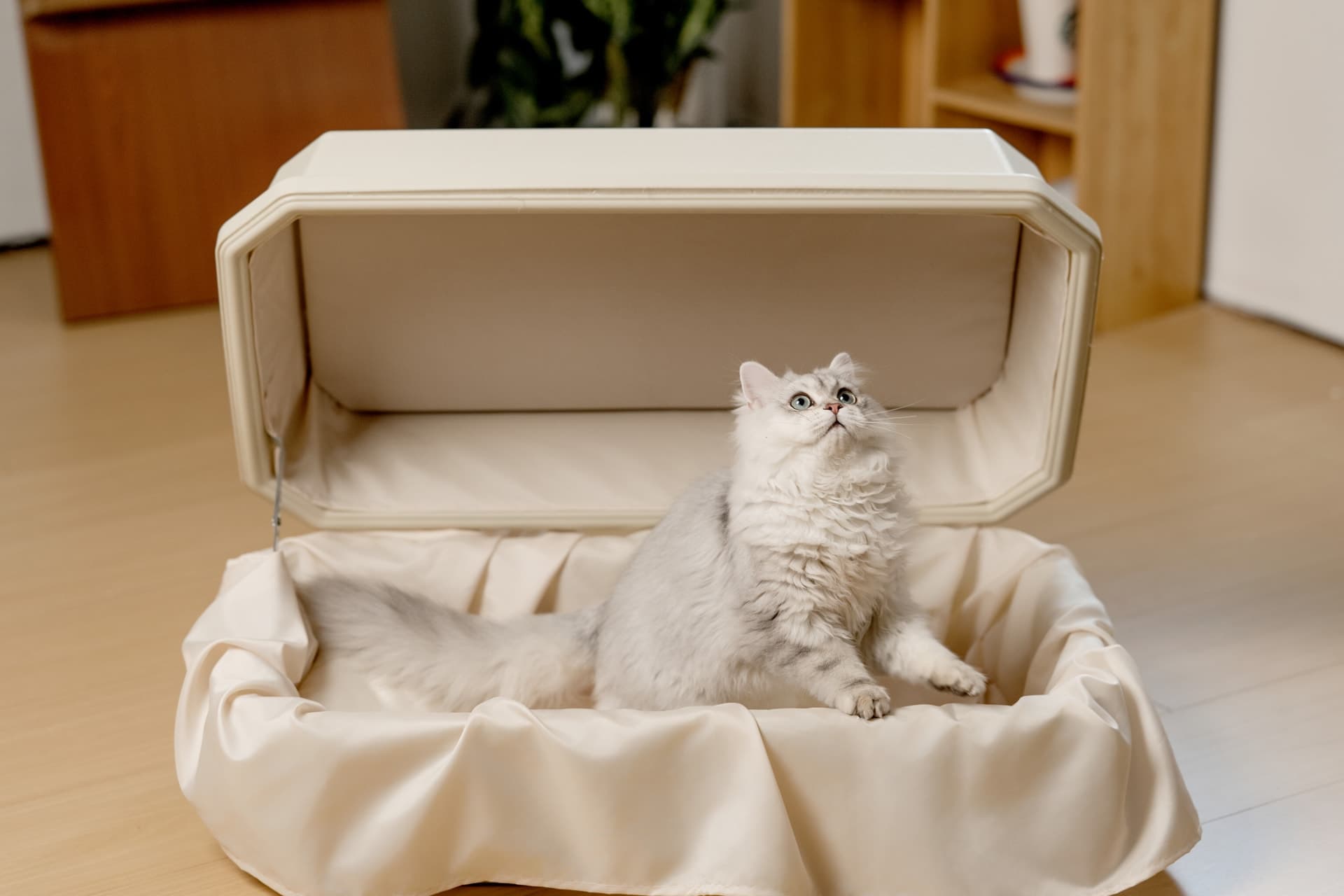 A cat sitting in a Companion Box lined in Warm Sun Cream